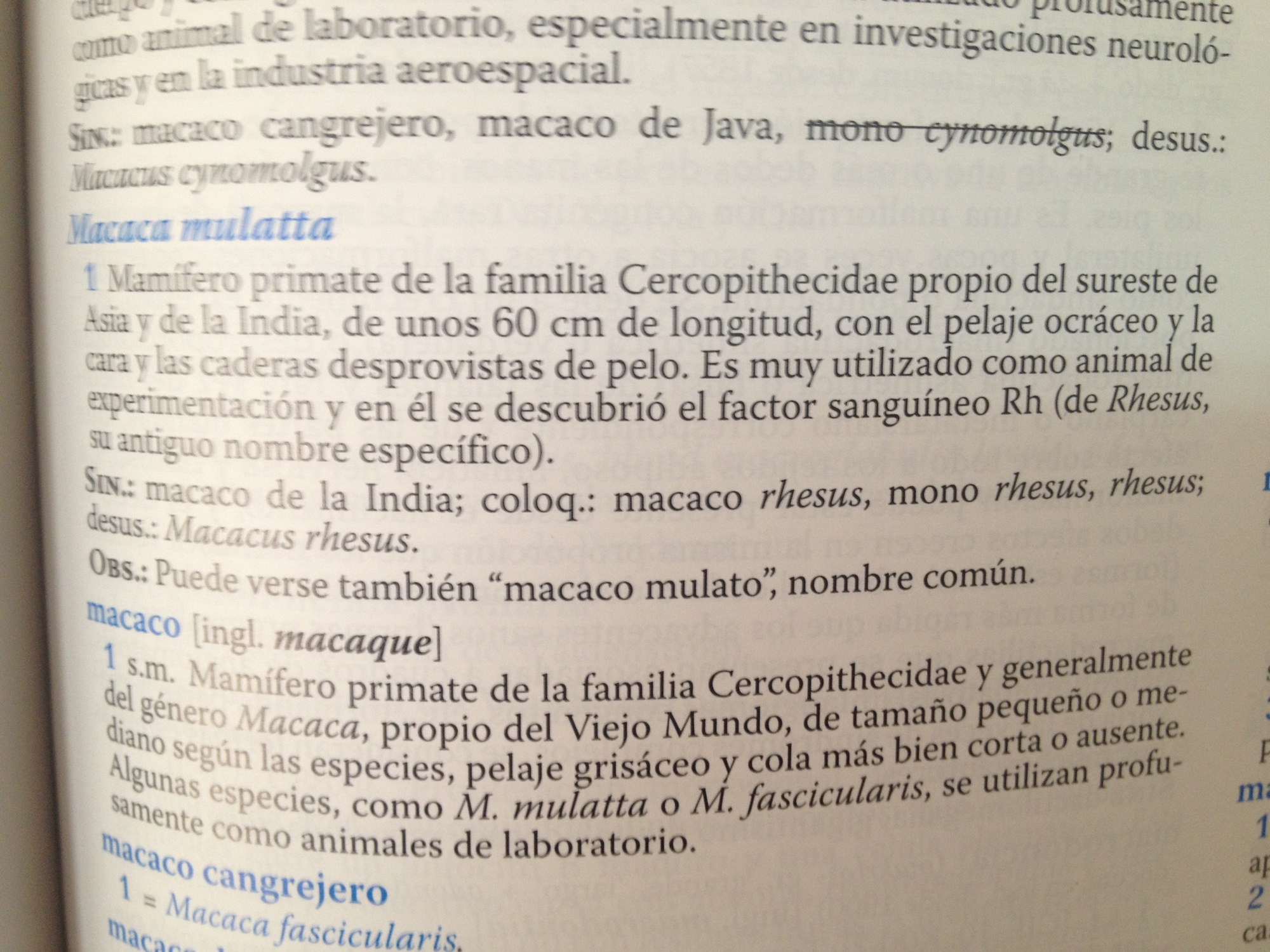 Diccionario de Términos Médicos, entrada «macaca mulatta».